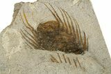 Three Spiny Selenopeltis Trilobite Fossils - Erfoud, Morocco #312825-1